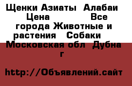 Щенки Азиаты (Алабаи) › Цена ­ 20 000 - Все города Животные и растения » Собаки   . Московская обл.,Дубна г.